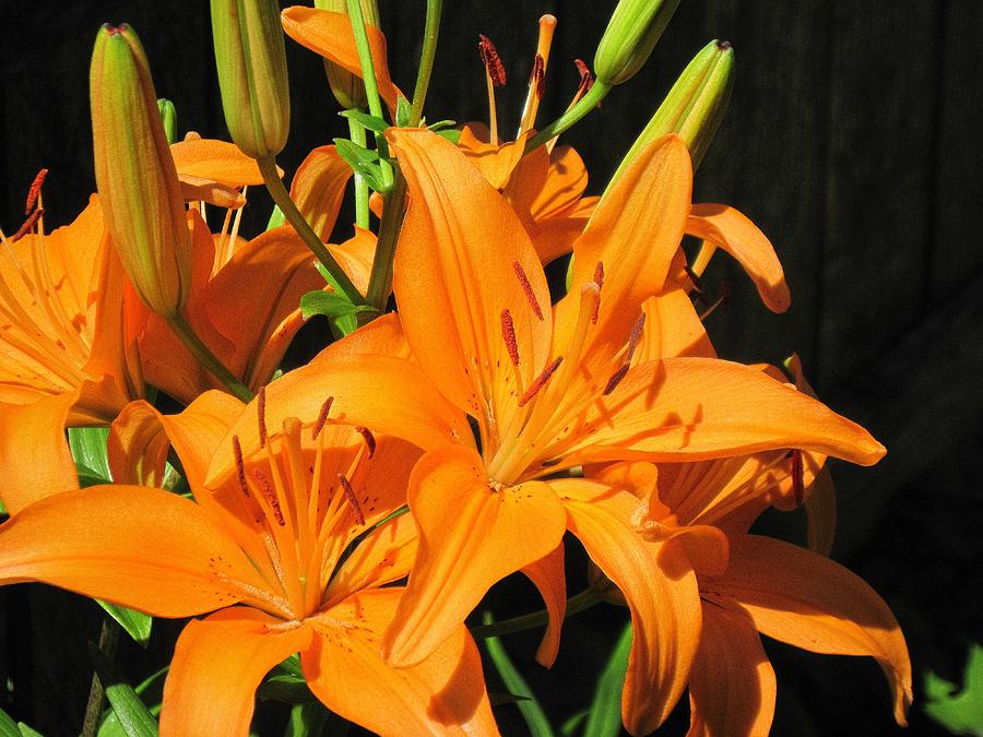 Asiatic Lily 5 Photograph by Doug Morgan