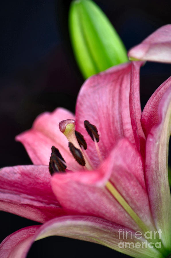 Asiatic Lily Photograph by Deb Halloran