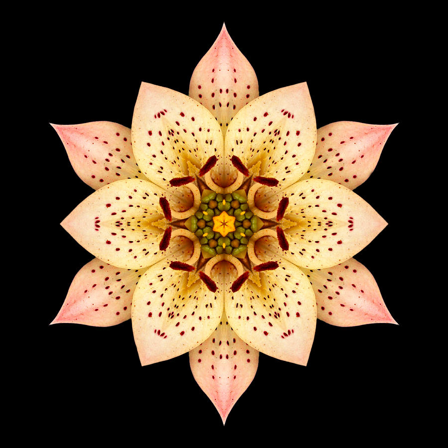 Asiatic Lily Flower Mandala Photograph by David J Bookbinder