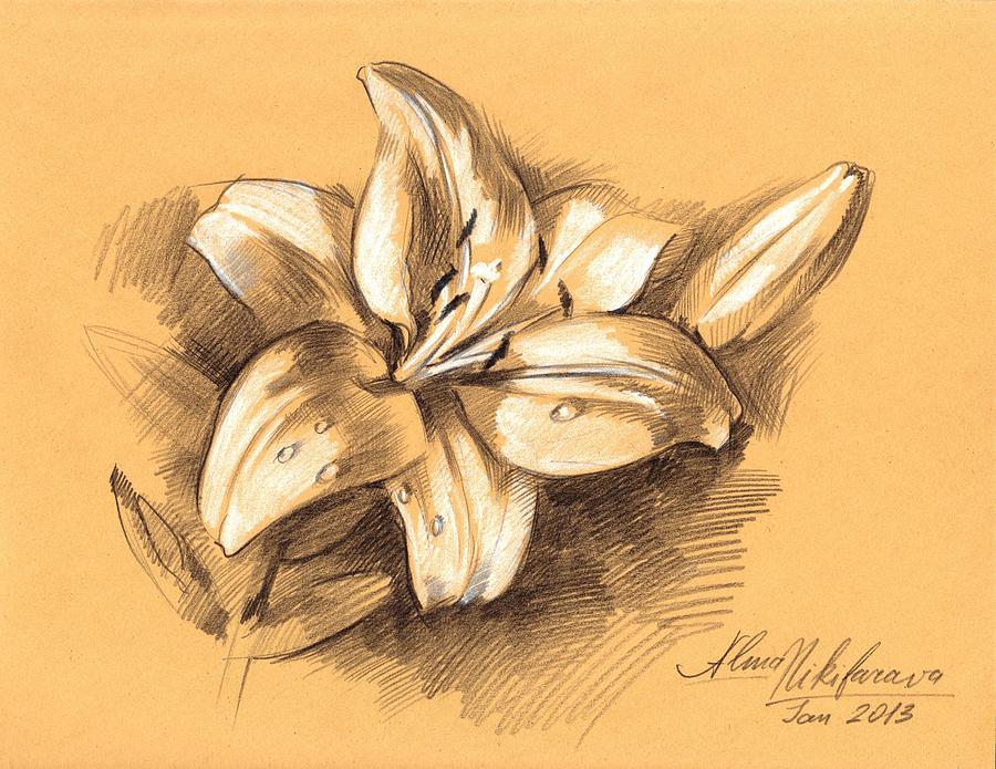 Asiatic Lily Flower with Bud Sketch Drawing by Alena Nikifarava