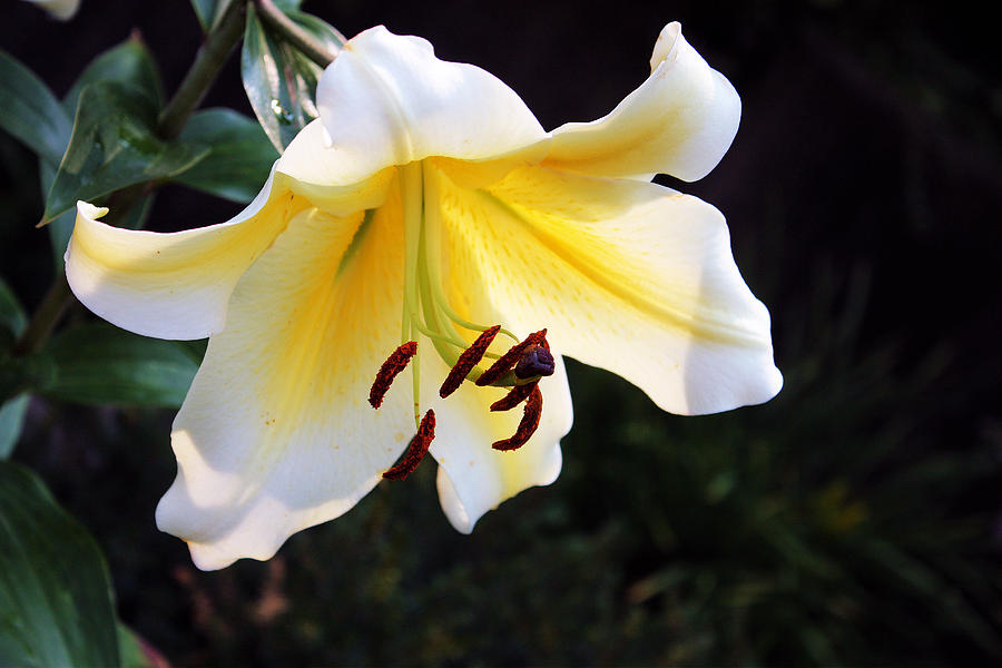 Asiatic Lily Photograph by Gerry Bates