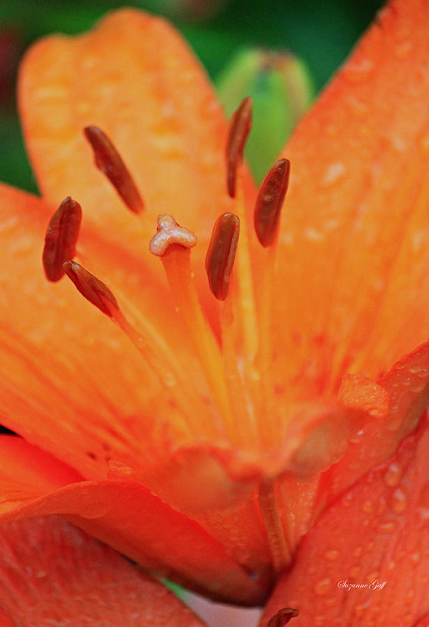 Lily Photograph - Asiatic Lily in Orange II by Suzanne Gaff
