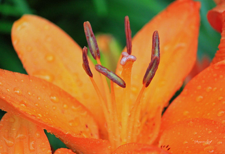 Nature Photograph - Asiatic Lily in Orange by Suzanne Gaff