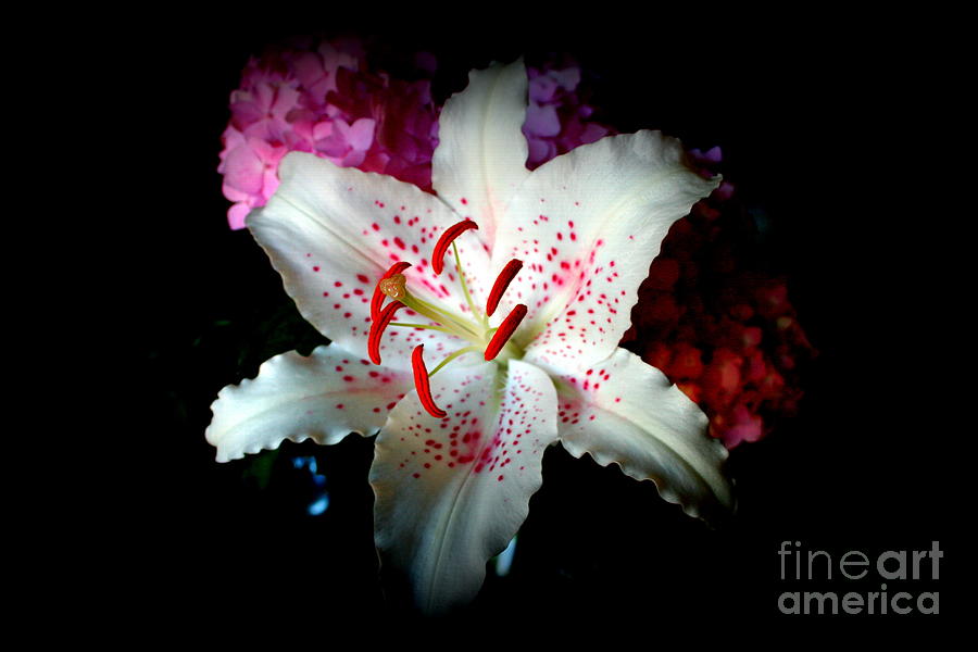 Asiatic Lily Photograph by Kay Novy