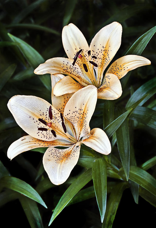Nature Photograph - Asiatic Lily by Marcia Colelli