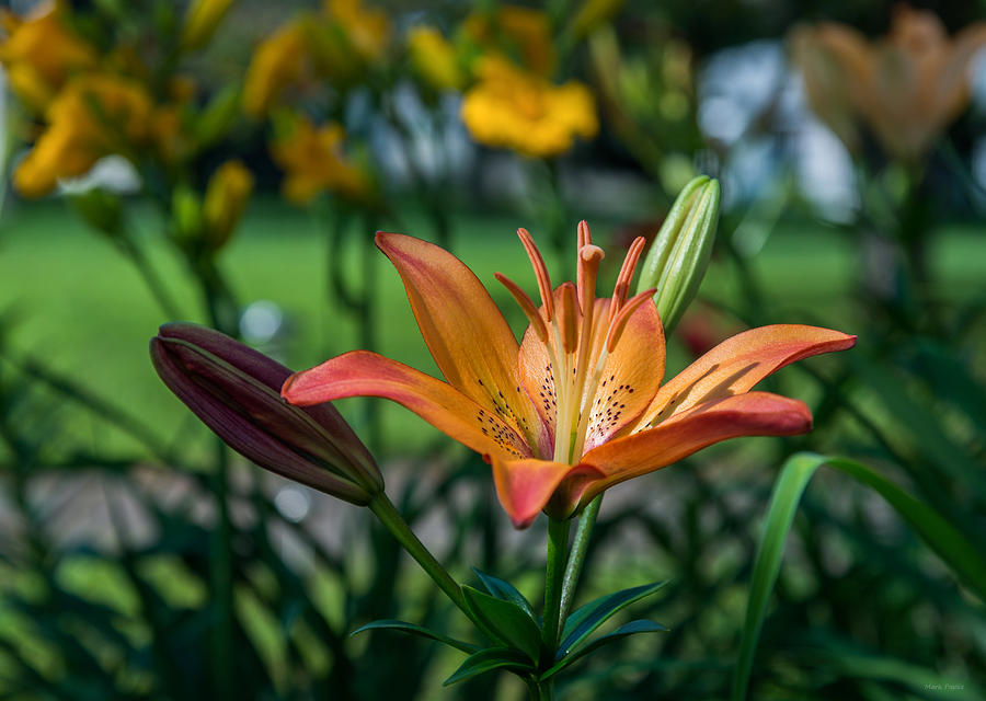 Flower Photograph - Asiatic Lily by Mark Papke