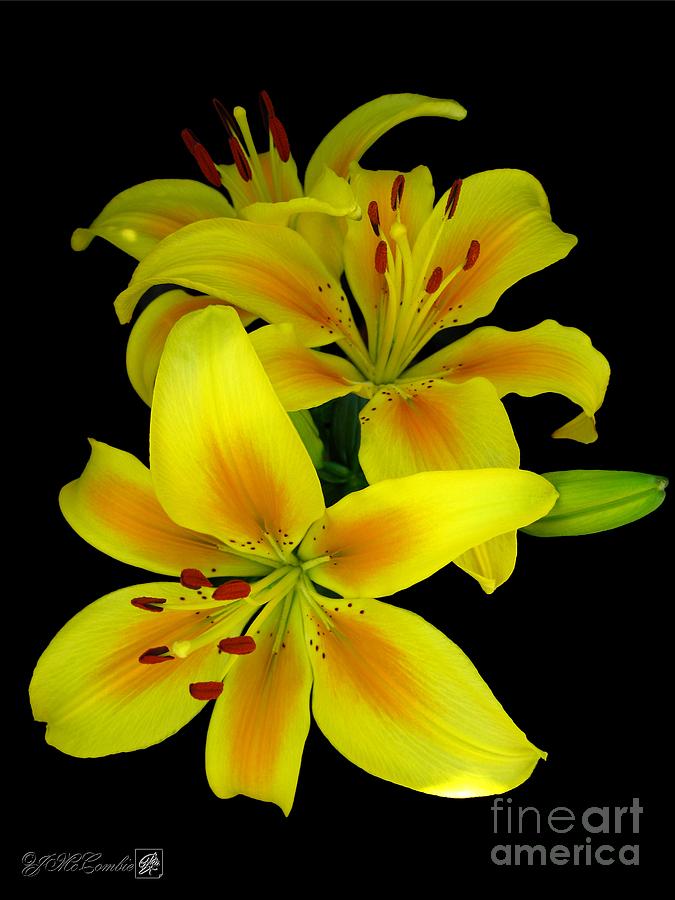 Asiatic Lily named Connecticut King Photograph by J McCombie