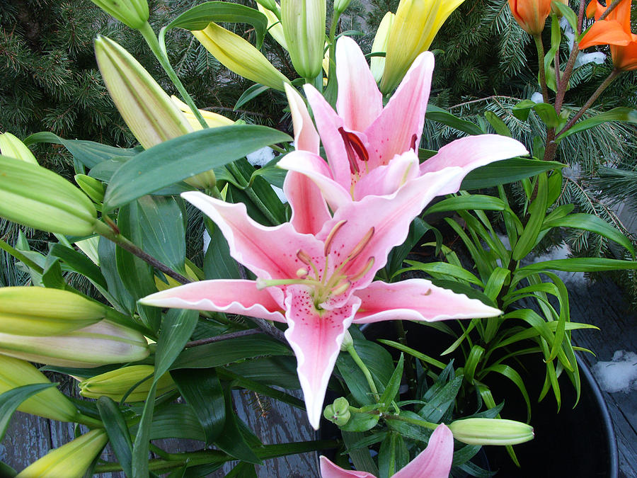 Asiatic Lily Pink Star Photograph by Bonnie Sue Rauch