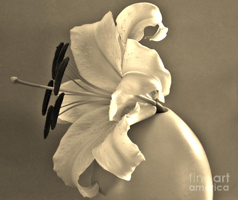 Digital Photograph - Asiatic Lily Sepia by Marsha Heiken
