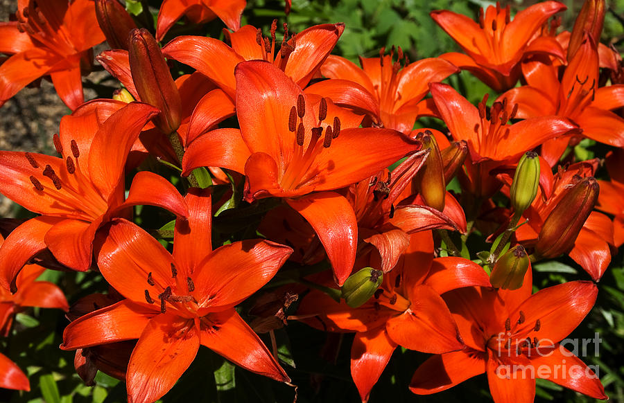 Asiatic Lily Photograph by Sue Smith