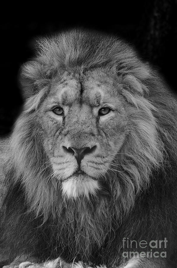 Black And White Photograph - Asiatic Lion by Darren Wilkes