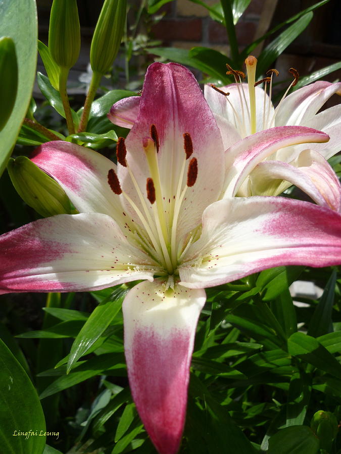 Asiatic  Pink Lily Photograph by Lingfai Leung