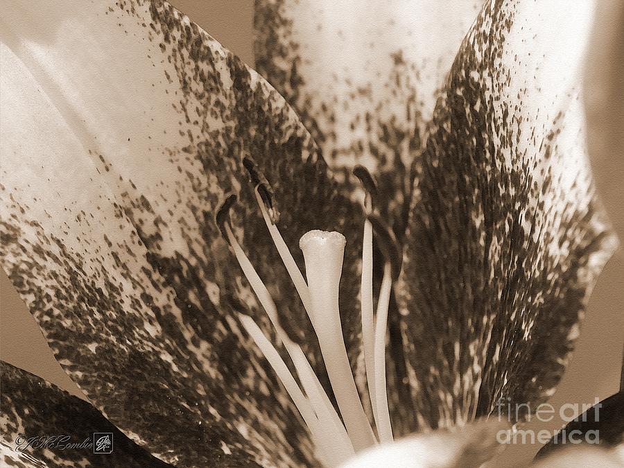 Asiatic Tango Lily named Cappuccino Painting by J McCombie