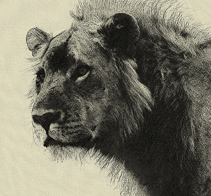 Aslan the king  Hand Drawing Painting by MotionAge Designs