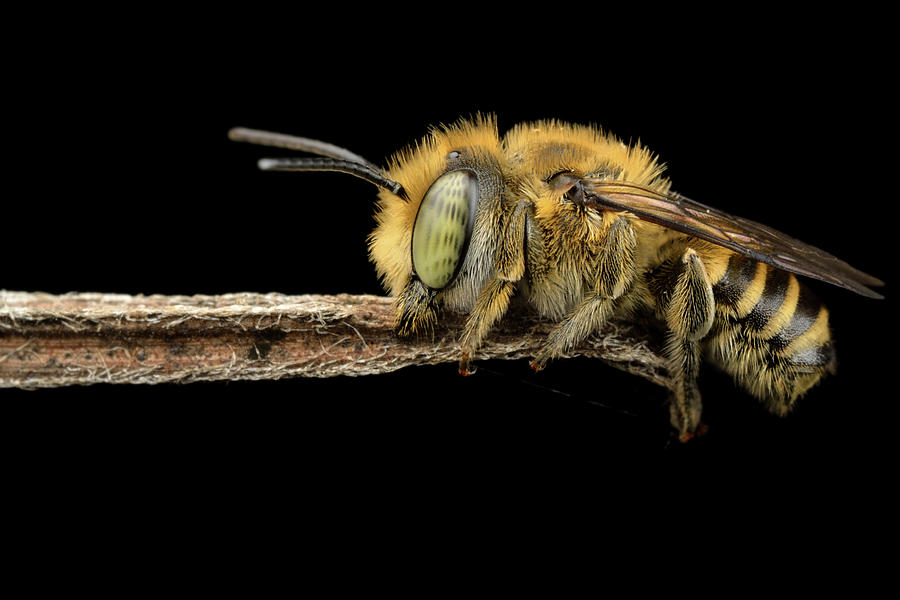 Closeup Photograph - Asleep by Donald Jusa Closeup Photograph - Asleep by Donald Jusa