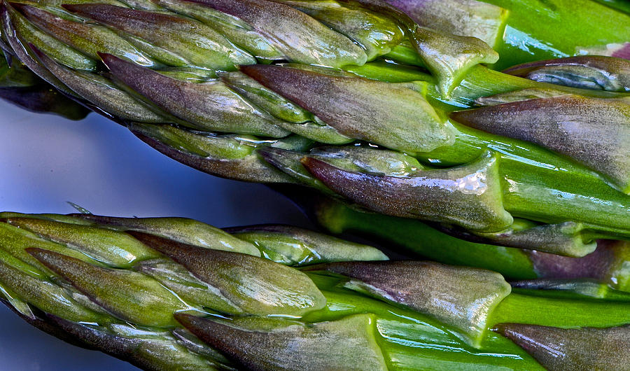 Asparagus Photograph by Bill Owen