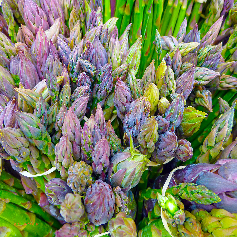 Asparagus Photograph by Dee Flouton