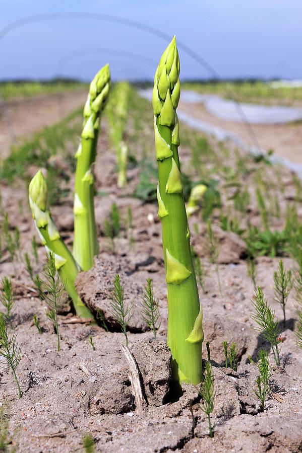 Asparagus Field Photograph by Bildagentur-online/mcphoto-schulz