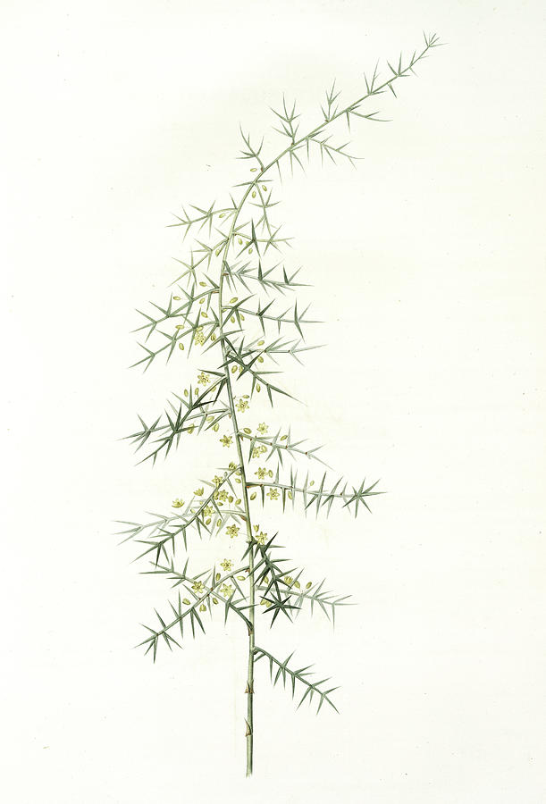 Flower Drawing - Asparagus Horridus, Asperge à Grosses épines, Spiny by Artokoloro