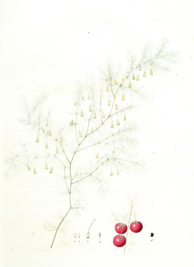 Flower Drawing - Asparagus Tenuifolius, Asperge à Feuilles Menues by Artokoloro