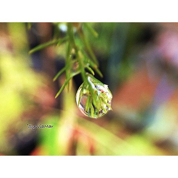 Nature Photograph - Asparragus Rain drop by Sylvia Martinez