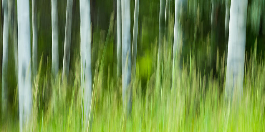 Tree Photograph - Aspen Abstract 2 by Linda McRae