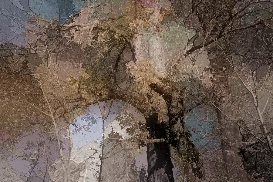 Aspen Abstract Photograph by Bonnie Bruno
