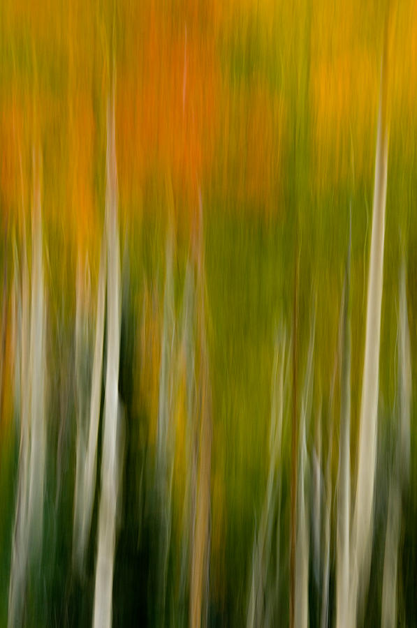 Aspen abstract Photograph by Carolyn DAlessandro