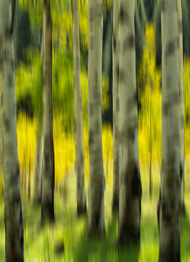 Tree Photograph - Aspen Abstract by Nathan Gingles