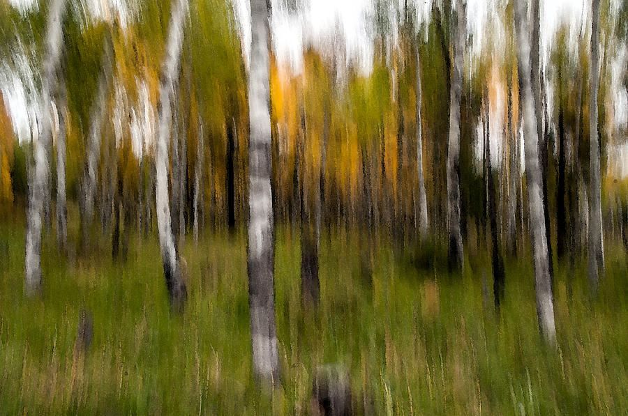 Aspen Trees Abstract Photograph by Tam Ryan