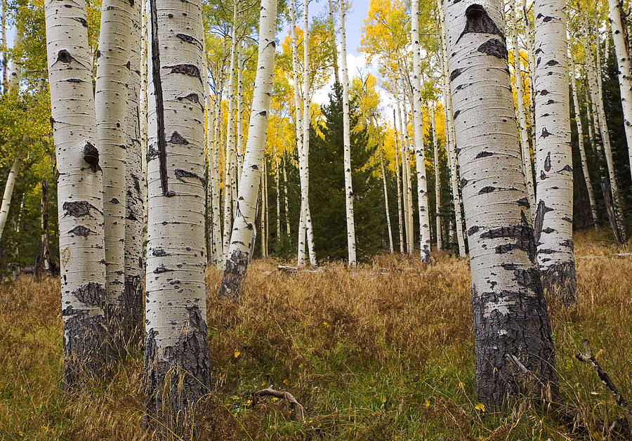 Aspen all Around Photograph by Sue Cullumber