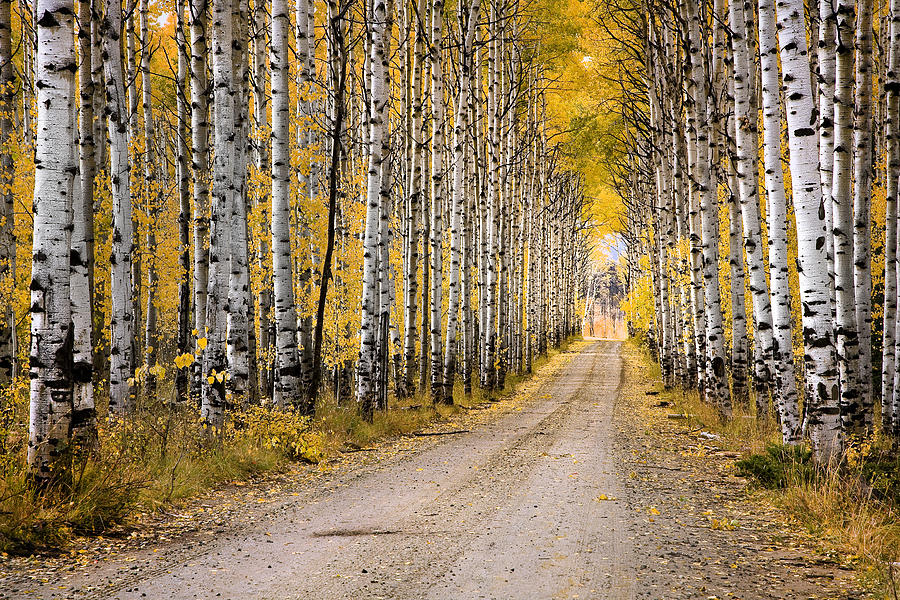 Landscape Photograph - Aspen Alley by David Halter Landscape Photograph - Aspen Alley by David Halter