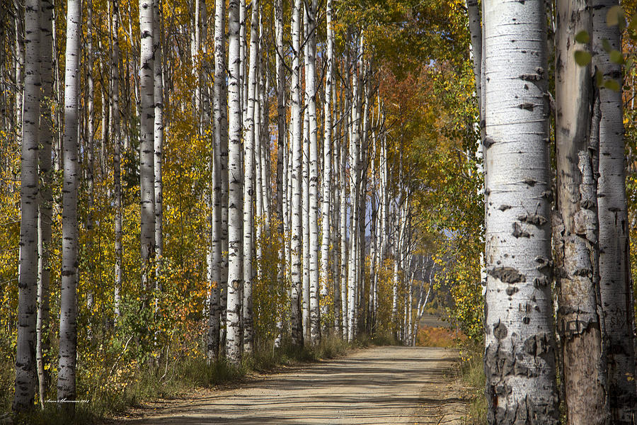 Aspen Alley Wyoming.1 Photograph by Sam Sherman