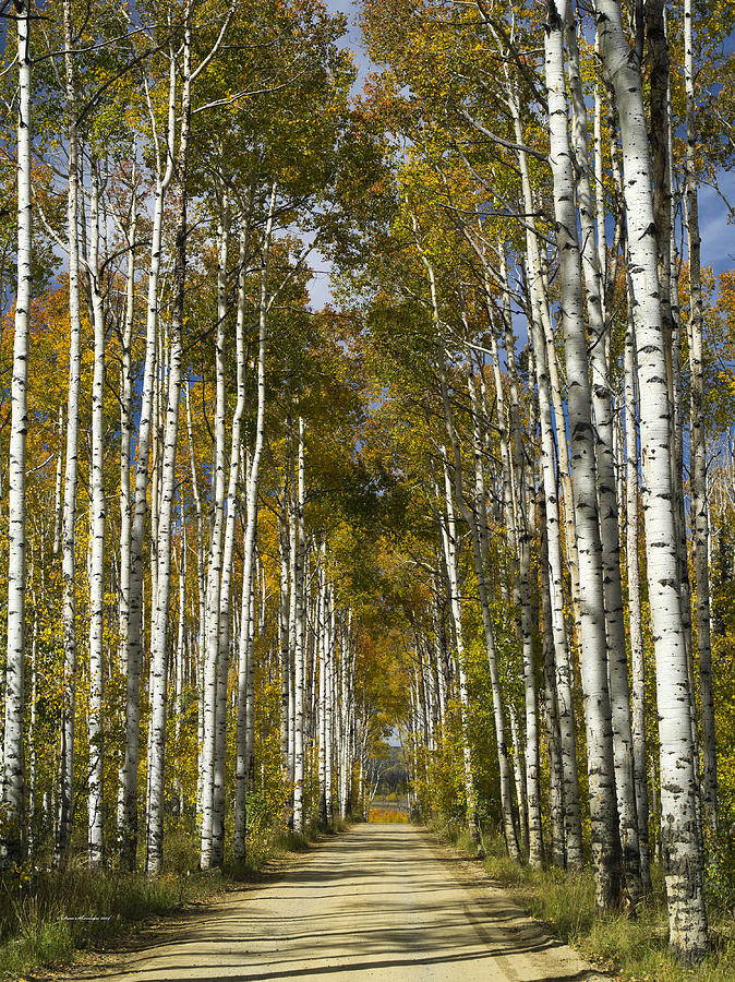 Aspen Alley Wyoming.2 Photograph by Sam Sherman