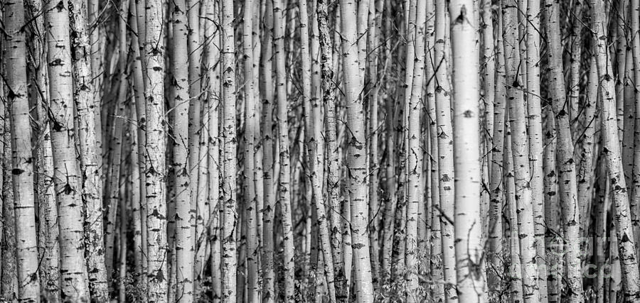 Aspen And Birch Series 1 Photograph