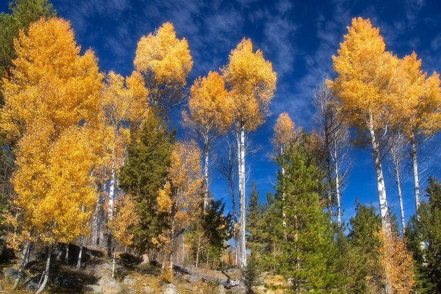 Aspen And Blue Sky Photograph by Marc Crumpler
