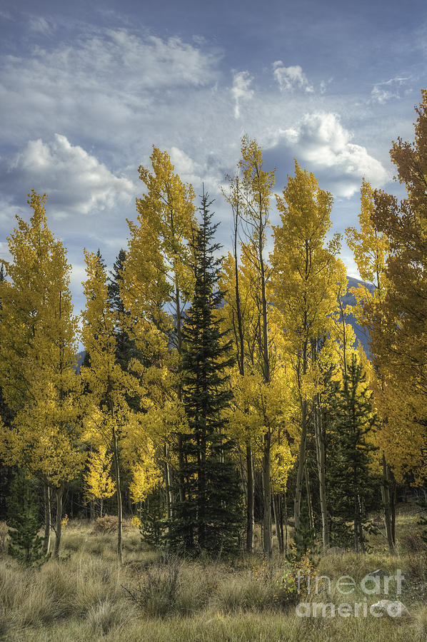 Aspen and Evergreen Photograph by David Waldrop