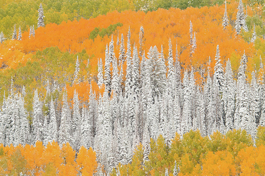 Aspen And Pine Trees In Fall With Snow Photograph by David Epperson