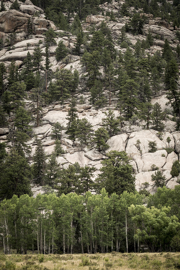 Aspen and Rock Photograph by Wayne Meyer
