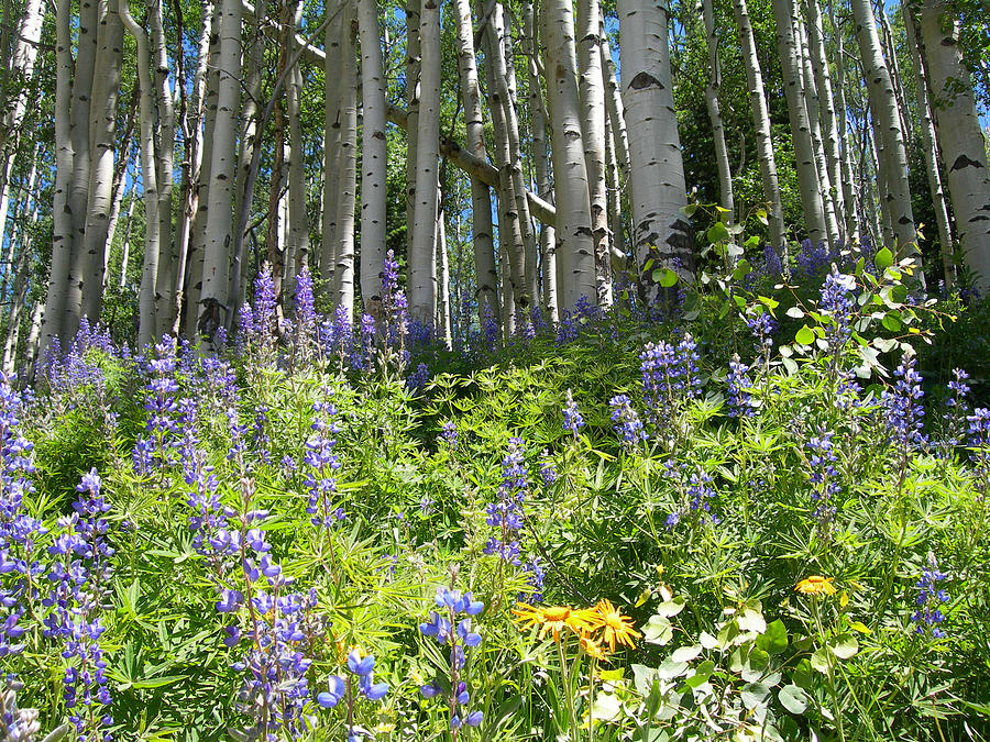 Aspen And Wildflowers Photograph by Lorraine Baum