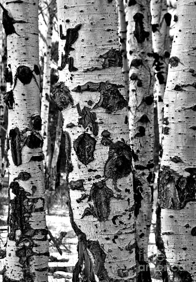 Aspen Art Photograph by Mae Wertz Aspen Art Photograph by Mae Wertz