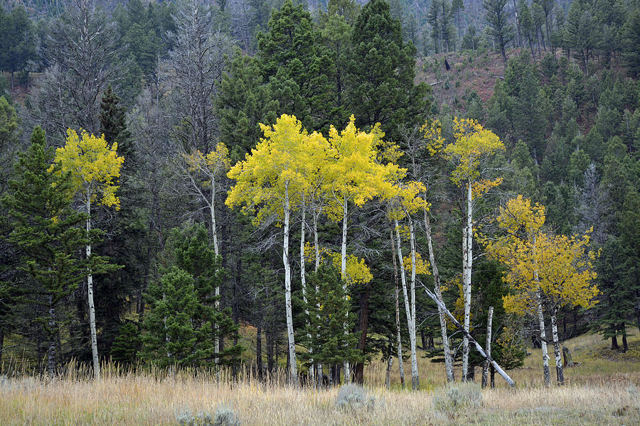 Aspen Autumn in Yellowstone Photograph by Bruce Gourley