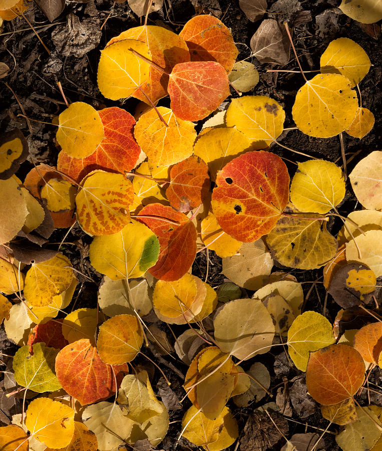 Aspen Autumn Photograph by Kathleen Bishop