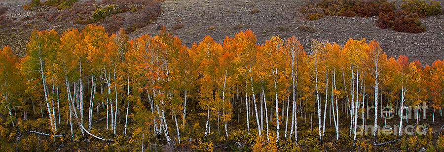 Aspen Band Photograph by Steven Reed