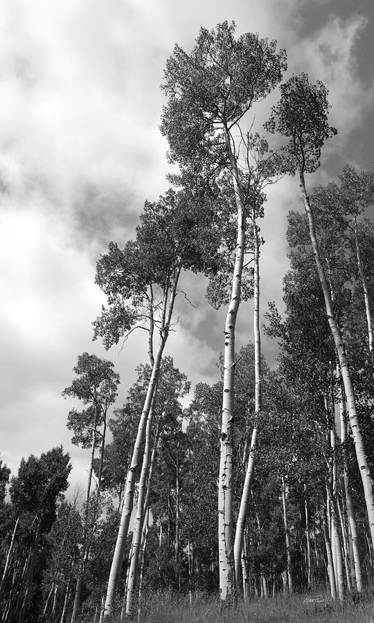 Aspen black and white photograph Photograph by Ann Powell