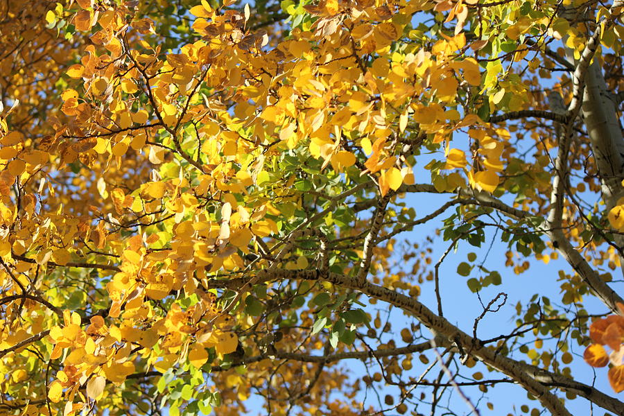 Aspen Canopy Photograph by Theresa Seagraves - Fine Art America