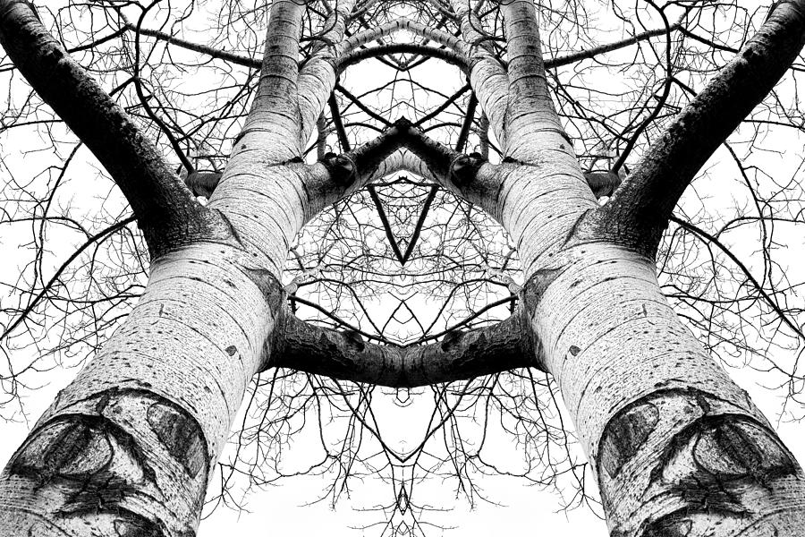 Tree Photograph - Aspen Cathedral by James K. Papp