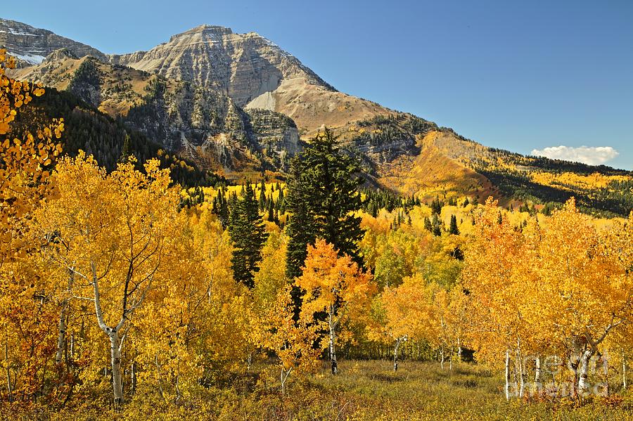 Aspen Color Photograph by Roxie Crouch