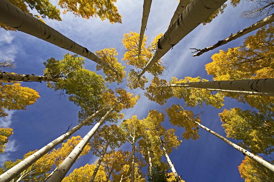Aspen Color Photograph by Sue Cullumber