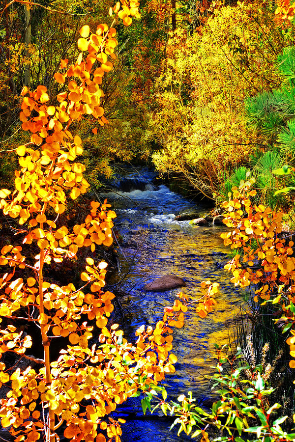 Aspen Creek  Photograph by Lynn Bauer